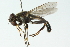 ( - CNC DIPTERA 52150)  @13 [ ] CreativeCommons - Attribution (2011) CNC/CBG Photography Group Centre for Biodiversity Genomics