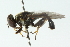  ( - CNC DIPTERA 52151)  @14 [ ] CreativeCommons - Attribution (2011) CNC/CBG Photography Group Centre for Biodiversity Genomics