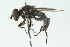 ( - CNC DIPTERA 52153)  @14 [ ] CreativeCommons - Attribution (2011) CNC/CBG Photography Group Centre for Biodiversity Genomics