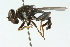  ( - CNC DIPTERA 52154)  @13 [ ] CreativeCommons - Attribution (2011) CNC/CBG Photography Group Centre for Biodiversity Genomics