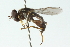  ( - CNC DIPTERA 52155)  @13 [ ] CreativeCommons - Attribution (2011) CNC/CBG Photography Group Centre for Biodiversity Genomics