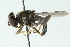 ( - CNC DIPTERA 52365)  @13 [ ] CreativeCommons - Attribution (2011) CNC/CBG Photography Group Centre for Biodiversity Genomics