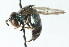  ( - CNC DIPTERA 52809)  @11 [ ] CreativeCommons - Attribution (2011) CNC/CBG Photography Group Centre for Biodiversity Genomics