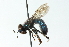  (Microdon craigheadii - CNC DIPTERA 52811)  @13 [ ] CreativeCommons - Attribution (2011) CNC/CBG Photography Group Centre for Biodiversity Genomics