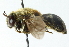  ( - CNC DIPTERA 52890)  @13 [ ] CreativeCommons - Attribution (2011) CNC/CBG Photography Group Centre for Biodiversity Genomics
