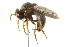  ( - CNC DIPTERA 53067)  @12 [ ] CreativeCommons - Attribution (2011) CNC/CBG Photography Group Centre for Biodiversity Genomics