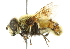  (Eristalis anthophorina - CNC DIPTERA 53198)  @15 [ ] CreativeCommons - Attribution (2011) CNC/CBG Photography Group Centre for Biodiversity Genomics