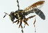  ( - CNC DIPTERA 53285)  @14 [ ] CreativeCommons - Attribution (2011) CNC/CBG Photography Group Centre for Biodiversity Genomics