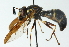  ( - CNC DIPTERA 53295)  @13 [ ] CreativeCommons - Attribution (2011) CNC/CBG Photography Group Centre for Biodiversity Genomics