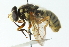  ( - CNC DIPTERA 54108)  @11 [ ] CreativeCommons - Attribution (2011) CNC/CBG Photography Group Centre for Biodiversity Genomics
