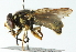  ( - CNC DIPTERA 54112)  @13 [ ] CreativeCommons - Attribution (2011) CNC/CBG Photography Group Centre for Biodiversity Genomics