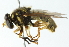 ( - CNC DIPTERA 54113)  @14 [ ] CreativeCommons - Attribution (2011) CNC/CBG Photography Group Centre for Biodiversity Genomics