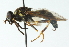  ( - CNC DIPTERA 54207)  @11 [ ] CreativeCommons - Attribution (2011) CNC/CBG Photography Group Centre for Biodiversity Genomics