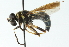  ( - CNC DIPTERA 54214)  @11 [ ] CreativeCommons - Attribution (2011) CNC/CBG Photography Group Centre for Biodiversity Genomics
