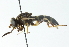  ( - CNC DIPTERA 54217)  @11 [ ] CreativeCommons - Attribution (2011) CNC/CBG Photography Group Centre for Biodiversity Genomics