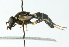  ( - CNC DIPTERA 54218)  @13 [ ] CreativeCommons - Attribution (2011) CNC/CBG Photography Group Centre for Biodiversity Genomics