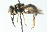  ( - CNC DIPTERA 54362)  @11 [ ] CreativeCommons - Attribution (2011) CNC/CBG Photography Group Centre for Biodiversity Genomics