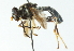  ( - CNC DIPTERA 54363)  @13 [ ] CreativeCommons - Attribution (2011) CNC/CBG Photography Group Centre for Biodiversity Genomics