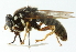  ( - CNC DIPTERA 54553)  @11 [ ] CreativeCommons - Attribution (2011) CNC/CBG Photography Group Centre for Biodiversity Genomics