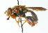  (Teuchocnemis bacuntius - CNC DIPTERA 54668)  @13 [ ] CreativeCommons - Attribution (2011) CNC/CBG Photography Group Centre for Biodiversity Genomics