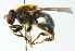  ( - CNC DIPTERA 54680)  @15 [ ] CreativeCommons - Attribution (2011) CNC/CBG Photography Group Centre for Biodiversity Genomics