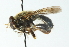  ( - CNC DIPTERA 54683)  @13 [ ] CreativeCommons - Attribution (2011) CNC/CBG Photography Group Centre for Biodiversity Genomics