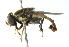  ( - CNC DIPTERA 55139)  @14 [ ] CreativeCommons - Attribution (2011) CNC/CBG Photography Group Centre for Biodiversity Genomics