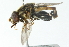  ( - CNC DIPTERA 55140)  @13 [ ] CreativeCommons - Attribution (2011) CNC/CBG Photography Group Centre for Biodiversity Genomics