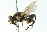  ( - CNC DIPTERA 55141)  @14 [ ] CreativeCommons - Attribution (2011) CNC/CBG Photography Group Centre for Biodiversity Genomics