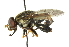  ( - CNC DIPTERA 55179)  @13 [ ] CreativeCommons - Attribution (2011) CNC/CBG Photography Group Centre for Biodiversity Genomics