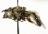  ( - CNC DIPTERA 56743)  @14 [ ] CreativeCommons - Attribution (2011) CNC/CBG Photography Group Centre for Biodiversity Genomics
