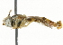  ( - CNC DIPTERA 56747)  @13 [ ] CreativeCommons - Attribution (2011) CNC/CBG Photography Group Centre for Biodiversity Genomics