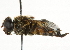  ( - CNC DIPTERA 56763)  @13 [ ] CreativeCommons - Attribution (2011) CNC/CBG Photography Group Centre for Biodiversity Genomics