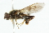  ( - CNC DIPTERA 647)  @13 [ ] CreativeCommons - Attribution (2011) CNC/CBG Photography Group Centre for Biodiversity Genomics