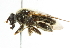  ( - CNC DIPTERA 648)  @13 [ ] CreativeCommons - Attribution (2011) CNC/CBG Photography Group Centre for Biodiversity Genomics