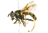  ( - CNC DIPTERA 66)  @14 [ ] CreativeCommons - Attribution (2011) CNC/CBG Photography Group Centre for Biodiversity Genomics
