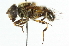  ( - CNC DIPTERA 67287)  @14 [ ] CreativeCommons - Attribution (2011) CNC/CBG Photography Group Centre for Biodiversity Genomics