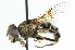  ( - CNC DIPTERA 67814)  @14 [ ] CreativeCommons - Attribution (2011) CNC/CBG Photography Group Centre for Biodiversity Genomics