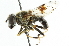  ( - CNC DIPTERA 67841)  @11 [ ] CreativeCommons - Attribution (2011) CNC/CBG Photography Group Centre for Biodiversity Genomics