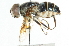  ( - CNC DIPTERA 67894)  @11 [ ] CreativeCommons - Attribution (2011) CNC/CBG Photography Group Centre for Biodiversity Genomics