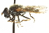  ( - CNC DIPTERA 688)  @13 [ ] CreativeCommons - Attribution (2011) CNC/CBG Photography Group Centre for Biodiversity Genomics