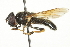 ( - CNC DIPTERA 8565)  @13 [ ] CreativeCommons - Attribution (2011) CNC/CBG Photography Group Centre for Biodiversity Genomics