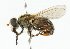  ( - CNC DIPTERA 9418)  @11 [ ] CreativeCommons - Attribution (2011) CNC/CBG Photography Group Centre for Biodiversity Genomics