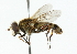  ( - CNC DIPTERA 9483)  @14 [ ] CreativeCommons - Attribution (2011) CNC/CBG Photography Group Centre for Biodiversity Genomics