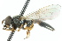  (Neoascia sandsi - JK00492)  @14 [ ] CreativeCommons - Attribution (2011) CNC/CBG Photography Group Centre for Biodiversity Genomics