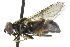  ( - JK00611)  @14 [ ] CreativeCommons - Attribution (2011) CNC/CBG Photography Group Centre for Biodiversity Genomics