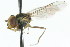  ( - JK00855)  @12 [ ] CreativeCommons - Attribution (2011) CNC/CBG Photography Group Centre for Biodiversity Genomics