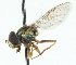  ( - JK00889)  @12 [ ] CreativeCommons - Attribution (2011) CNC/CBG Photography Group Centre for Biodiversity Genomics