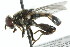  ( - JK00943)  @13 [ ] CreativeCommons - Attribution (2011) CNC/CBG Photography Group Centre for Biodiversity Genomics