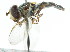 ( - JK01166)  @12 [ ] CreativeCommons - Attribution (2011) CNC/CBG Photography Group Centre for Biodiversity Genomics